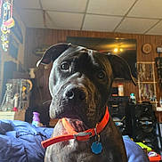 Thor is registered to the contest to win money with this photo: dog, pet, black_dog, orange_collar, indoor, bed, blanket, television, wood_paneling, decorations, jewelry, sitting, looking_at_camera, close_up, furniture, home, cozy, curious, animal, portrait
