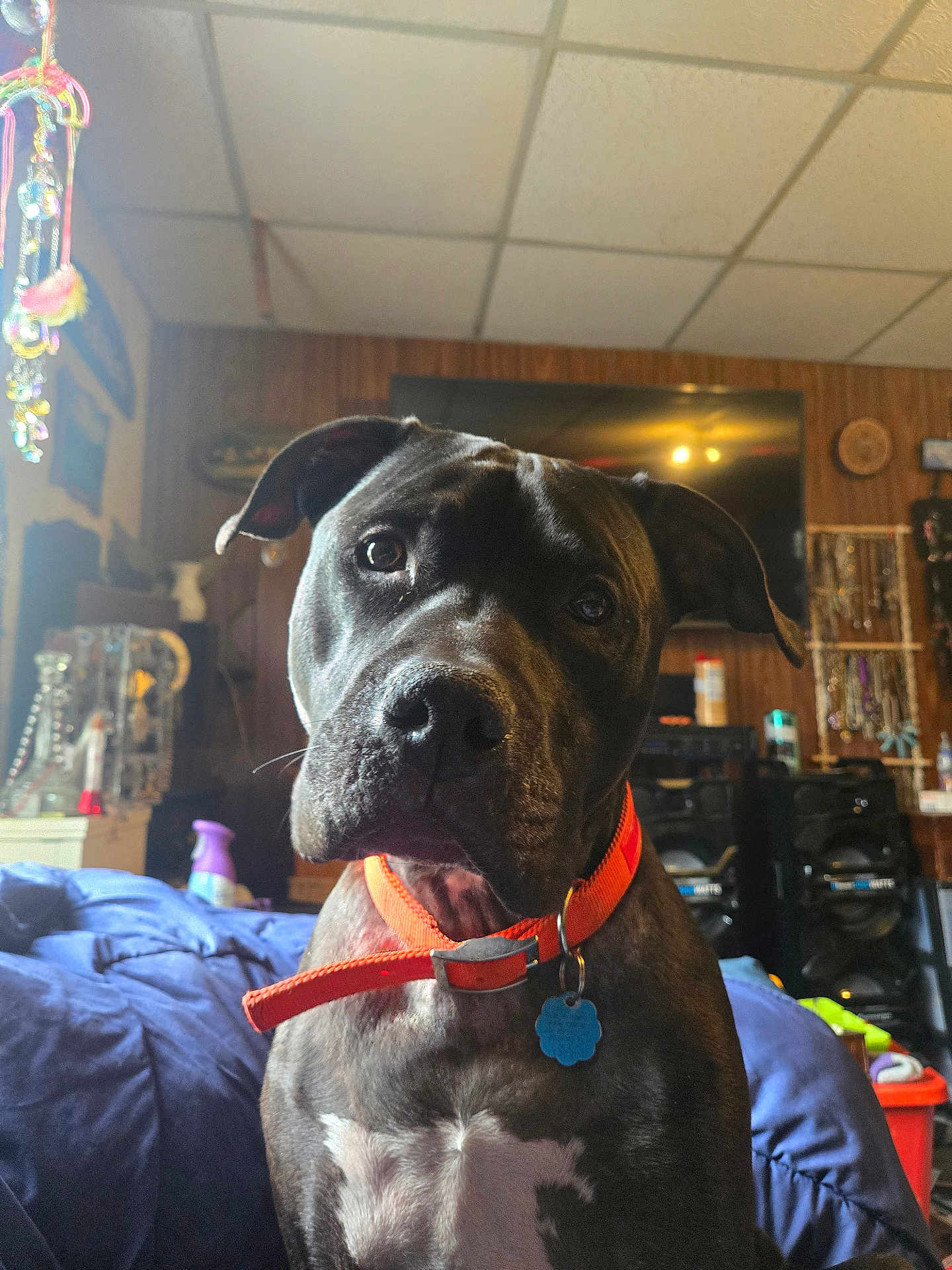 Thor is registered to the contest to win money with this photo: dog, pet, black_dog, orange_collar, indoor, bed, blanket, television, wood_paneling, decorations, jewelry, sitting, looking_at_camera, close_up, furniture, home, cozy, curious, animal, portrait