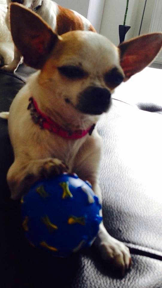Fifi