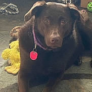 Coco joined the competition — help win amazing prizes! dog, brown_dog, indoor, carpet, toy, yellow_plush_duck, rope_toy, pet, collar, tag, looking_at_camera, floor, animal, domestic_animal, canine, laying_down, ears, fur, eyes, pet_toy