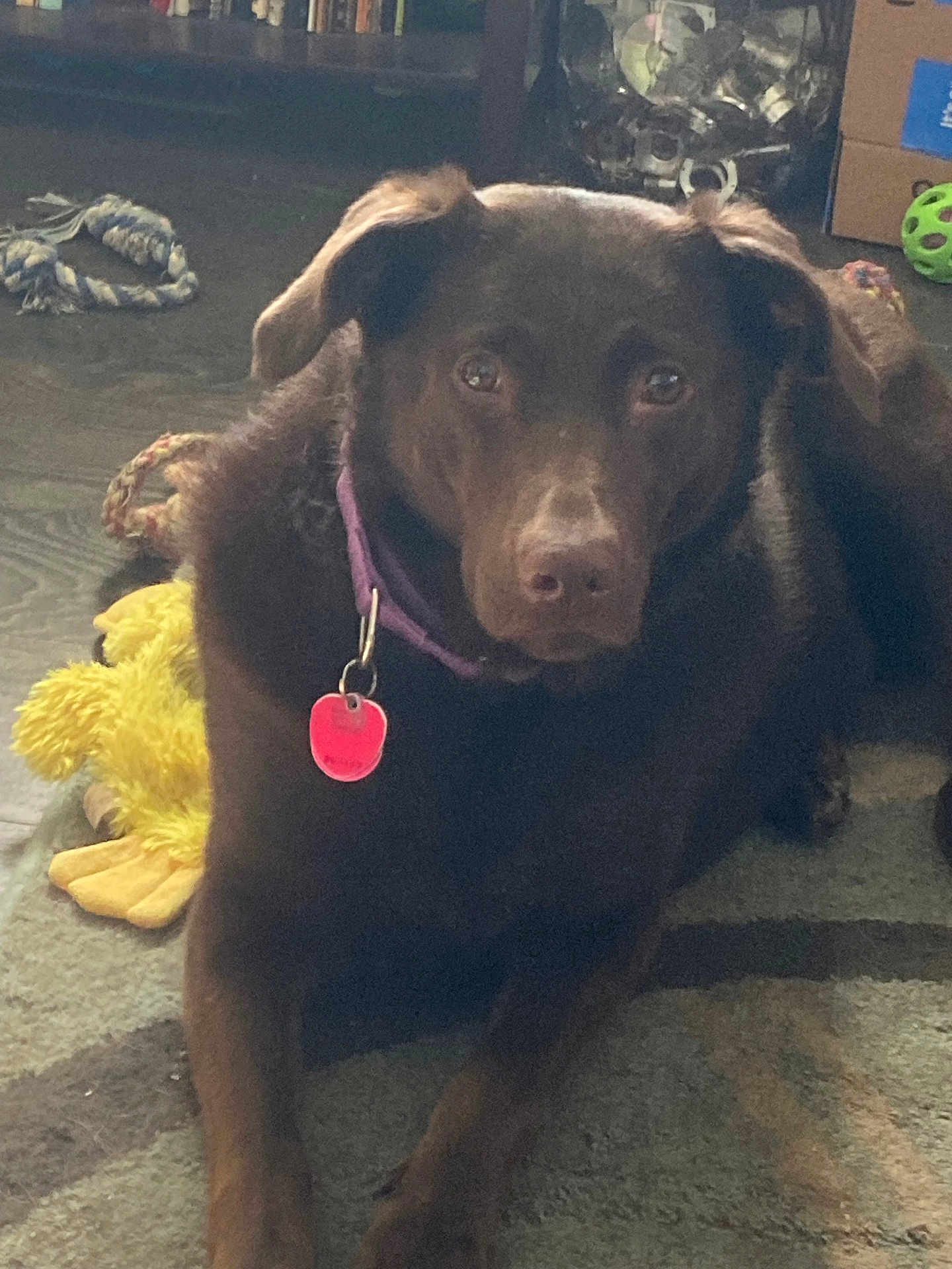 Coco joined the competition — help win amazing prizes! dog, brown_dog, indoor, carpet, toy, yellow_plush_duck, rope_toy, pet, collar, tag, looking_at_camera, floor, animal, domestic_animal, canine, laying_down, ears, fur, eyes, pet_toy