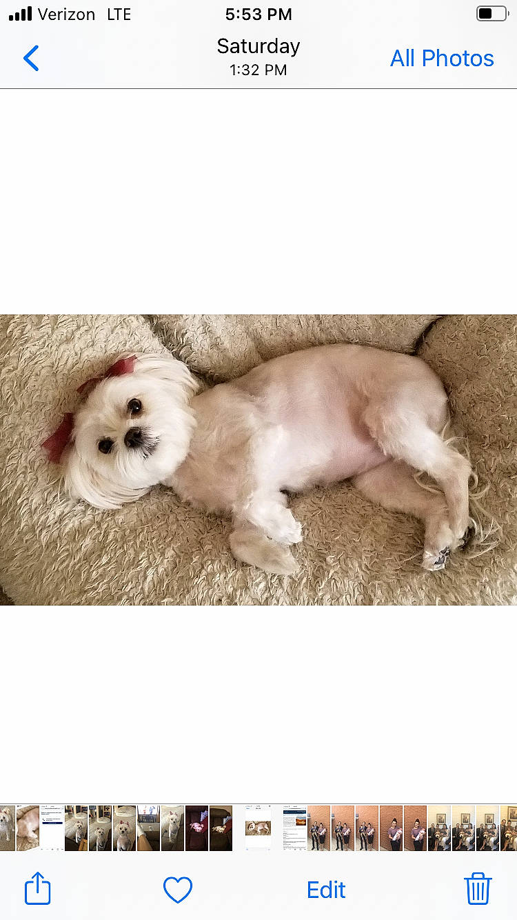 Roxy is registered to the contest to win money with this photo: canidae, carnivore, comfort, companion_dog, dog, dog_breed, dog_supply, fawn, font, fur, liver, non_sporting_group, paw, photo_caption, puppy, puppy_love, screenshot, sporting_group, toy_dog, working_animal