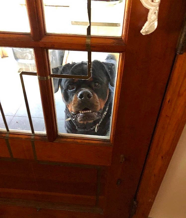 Maxx joined the competition — help win amazing prizes! border_terrier, canidae, carnivore, companion_dog, dog, dog_breed, door, snout, yorkshire_terrier