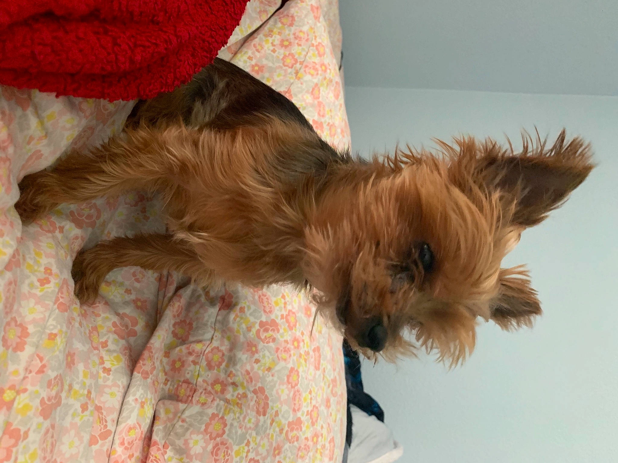 Linda joined the competition — help win amazing prizes! canidae, carnivore, comfort, companion_dog, dog, dog_breed, dog_supply, fawn, fur, liver, nap, pet_supply, puppy, small_terrier, snout, sporting_group, tail, terrier, toy_dog, working_animal