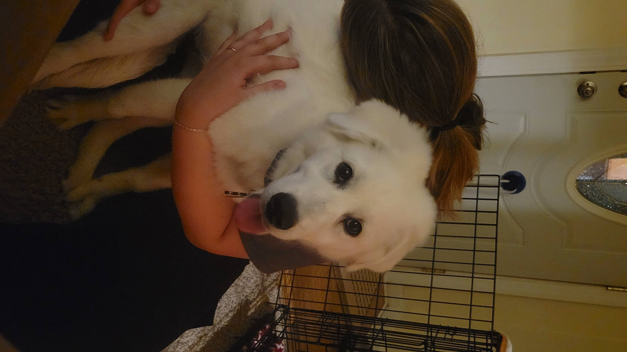 Willow is registered to the contest to win money with this photo: carnivore, companion_dog, dog, dog_breed, dog_supply, ear, eye, eyelash, fawn, flooring, fur, gesture, happy, mammal, nose, snout, sporting_group, vertebrate, whiskers, working_animal