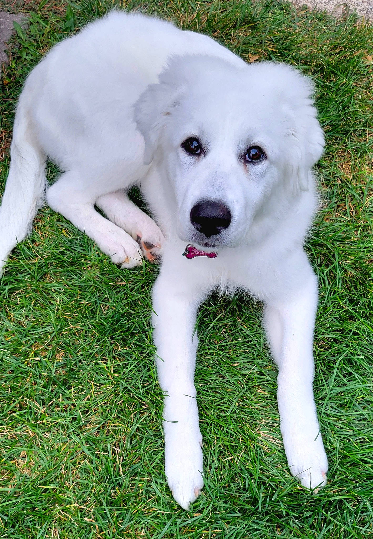 Willow is registered to the contest to win money with this photo: canidae, carnivore, companion_dog, dog, dog_breed, grass, livestock_guardian_dog, non_sporting_group, plant, polish_tatra_sheepdog, snout, sporting_group, tail, terrestrial_animal, working_animal, working_dog