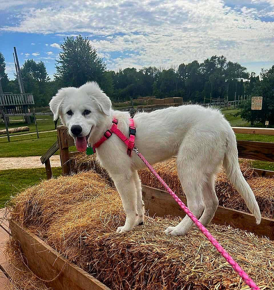 Willow joined the competition — help win amazing prizes! carnivore, cloud, collar, companion_dog, dog, dog_breed, dog_collar, fawn, grass, leash, pet_supply, plant, sky, snout, soil, sporting_group, tail, terrier, tree, working_animal