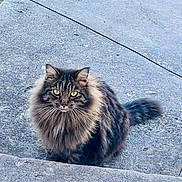 Tyranny joined the competition — help win amazing prizes! cat, fluffy, long_hair, outdoor, concrete, animal, pet, feline, sitting, yellow_eyes, tabby, mane, whiskers, tail, alert, nature, grass, portrait, looking_at_camera, cute