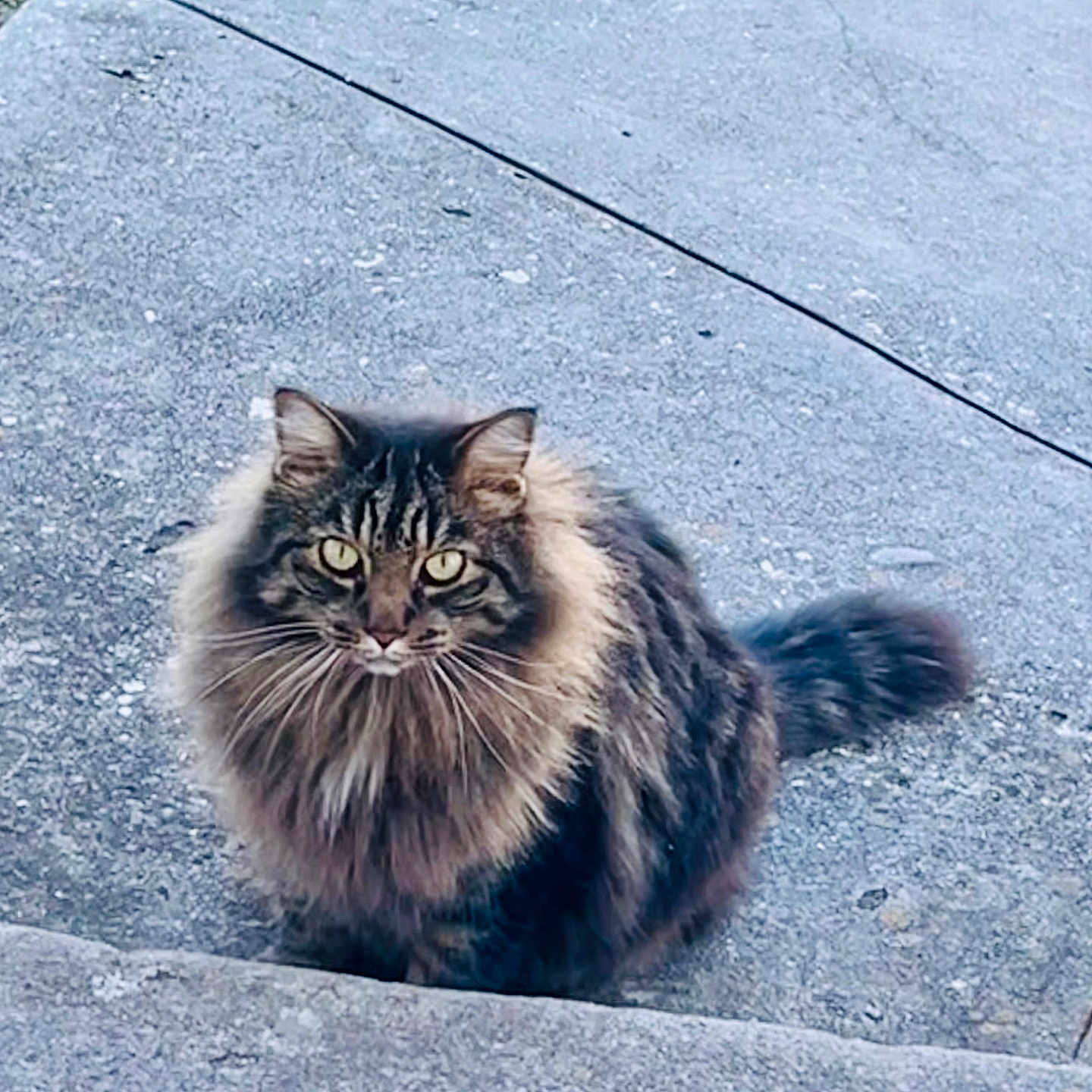 Tyranny joined the competition — help win amazing prizes! alert, animal, cat, concrete, cute, feline, fluffy, grass, long_hair, looking_at_camera, mane, nature, outdoor, pet, portrait, sitting, tabby, tail, whiskers, yellow_eyes