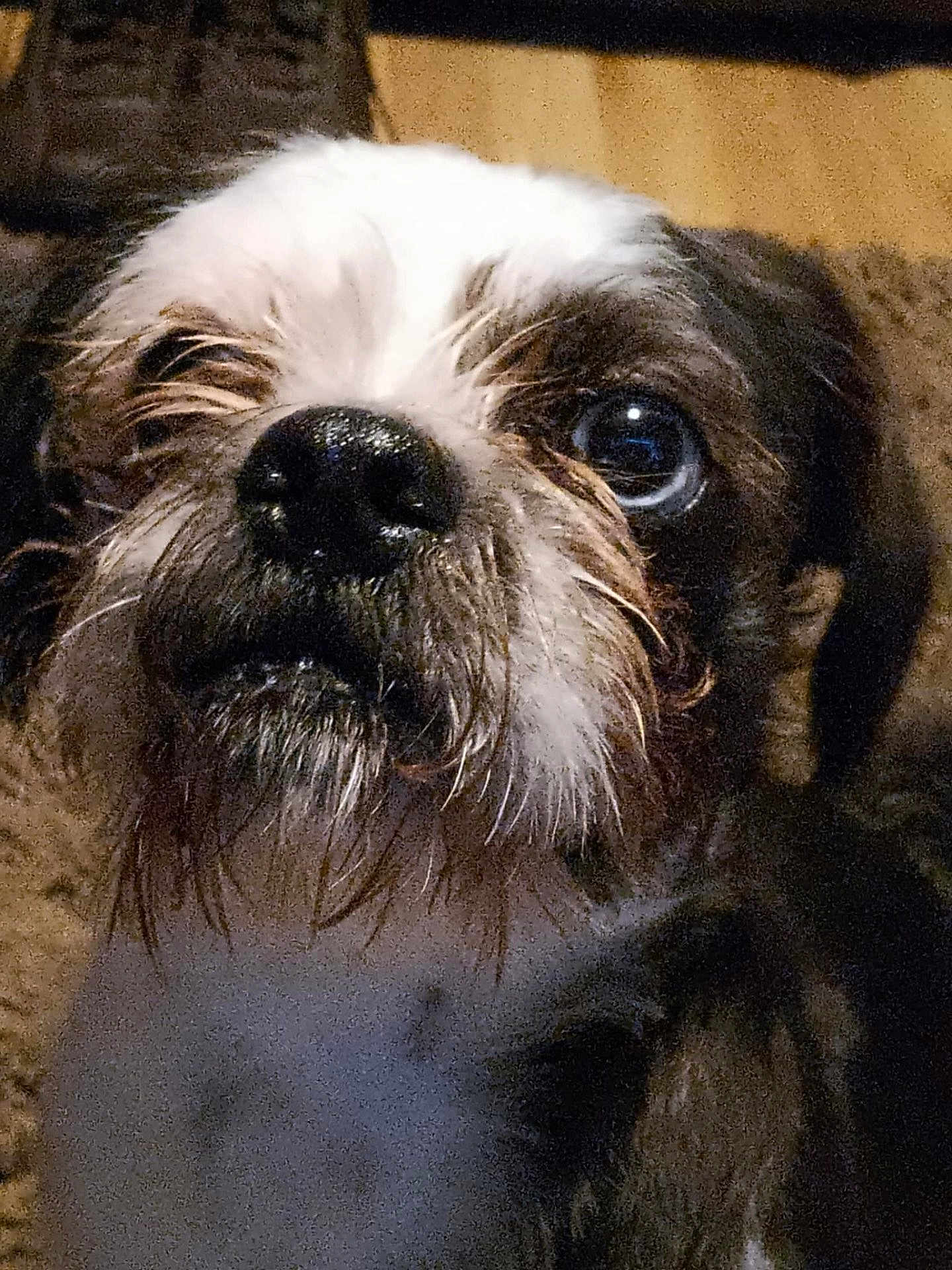 Bugsy
