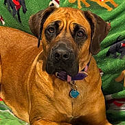 Graycie is registered to the contest to win money with this photo: animal, blanket, brown_dog, collar, cute, dog, ears, festive, fur, green_blanket, holiday_theme, indoor, looking, lying_down, mammal, nose, pet, portrait, santa_hat, whiskers