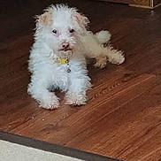 Snowball is registered to the contest to win money with this photo: dog, white_dog, fluffy, pet, indoor, floor, wooden_floor, collar, yellow_collar, cute, animal, canine, laying, resting, fur, small_dog, companion, domestic_animal, curious, looking