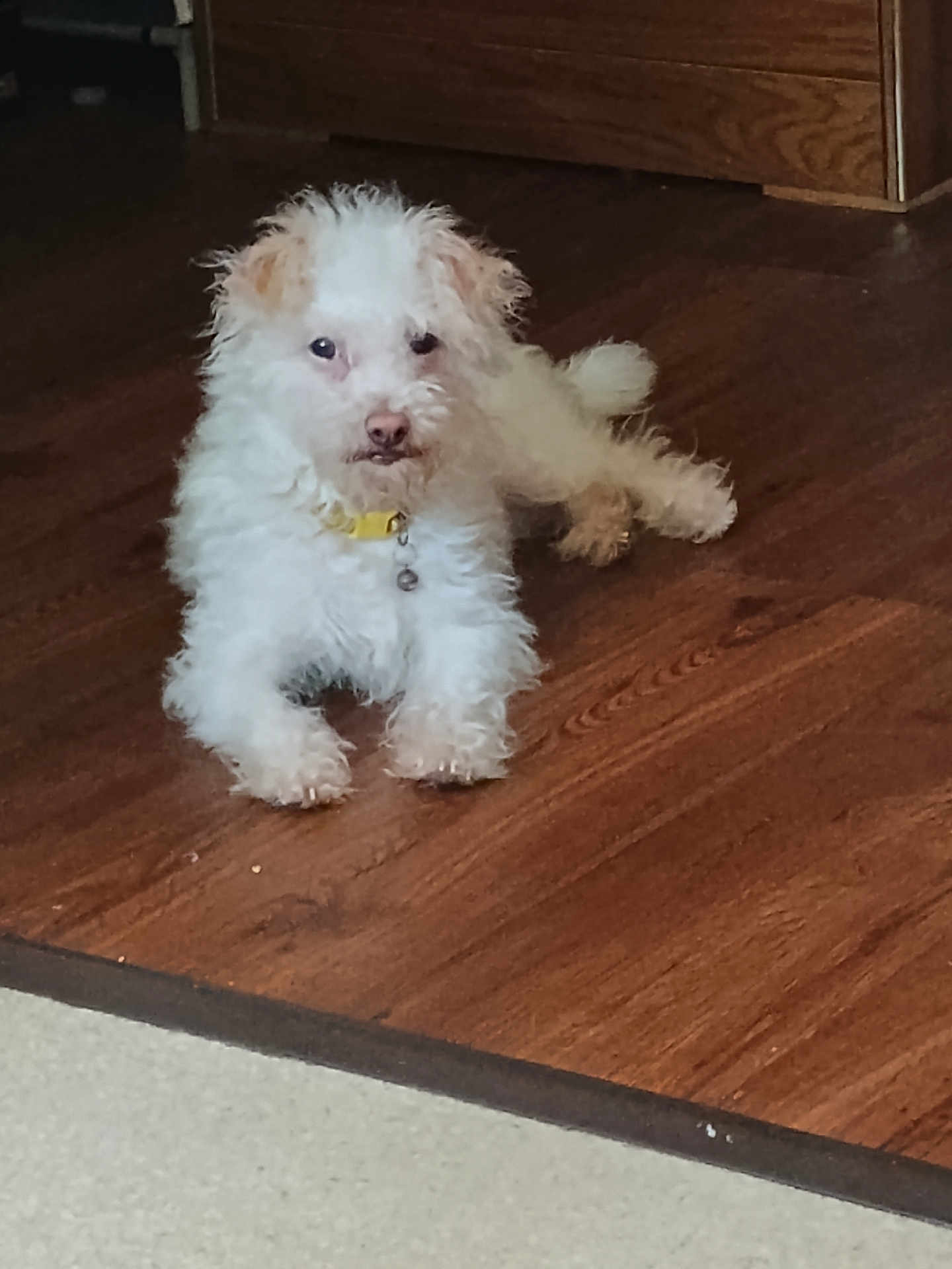 Snowball is registered to the contest to win money with this photo: dog, white_dog, fluffy, pet, indoor, floor, wooden_floor, collar, yellow_collar, cute, animal, canine, laying, resting, fur, small_dog, companion, domestic_animal, curious, looking