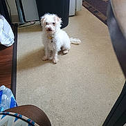 Snowball is registered to the contest to win money with this photo: calm, carpet, clothing, collar, dog, domestic, floor, furniture, household, indoor, kitchen, leg, looking, person, pet, scruffy, sitting, small_dog, water_bottle, white_dog