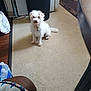 calm, carpet, clothing, collar, dog, domestic, floor, furniture, household, indoor, kitchen, leg, looking, person, pet, scruffy, sitting, small_dog, water_bottle, white_dog