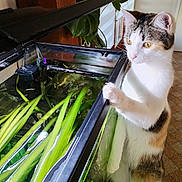 Ficelle participe au concours pour gagner de l'argent avec cette photo : cat, fish_tank, aquarium, green_plants, curious, indoor, pet, white_cat, tabby, yellow_eyes, water, glass, wooden_floor, houseplant, close_up, animal, feline, looking, standing, domestic