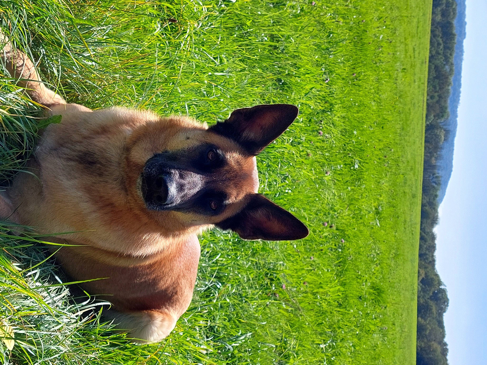 Maïka a rejoint le concours — aidez-le/la à gagner de superbes lots ! canidae, carnivore, companion_dog, dog, dog_breed, eye, fawn, german_shepherd_dog, grass, king_shepherd, old_german_shepherd_dog, plant, sky, sporting_group, terrestrial_animal, terrestrial_plant, tree, trunk, whiskers, working_animal