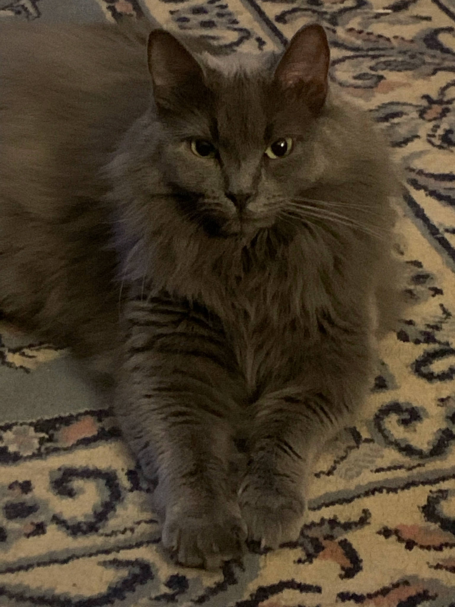 Celeste joined the competition — help win amazing prizes! british_longhair, carnivore, cat, domestic_short_haired_cat, eye, felidae, fur, grey, monochrome, monochrome_photography, paw, shadow, sitting, small_to_medium_sized_cats, snout, tail, terrestrial_animal, whiskers, wildlife