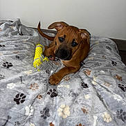 Abso a rejoint le concours — aidez-le/la à gagner de superbes lots ! puppy, dog, brown_dog, toy, rope_toy, blanket, paw_print, indoor, floor, cute, pet, animal, young_dog, playful, resting, cozy, looking_up, ears, fur, paws