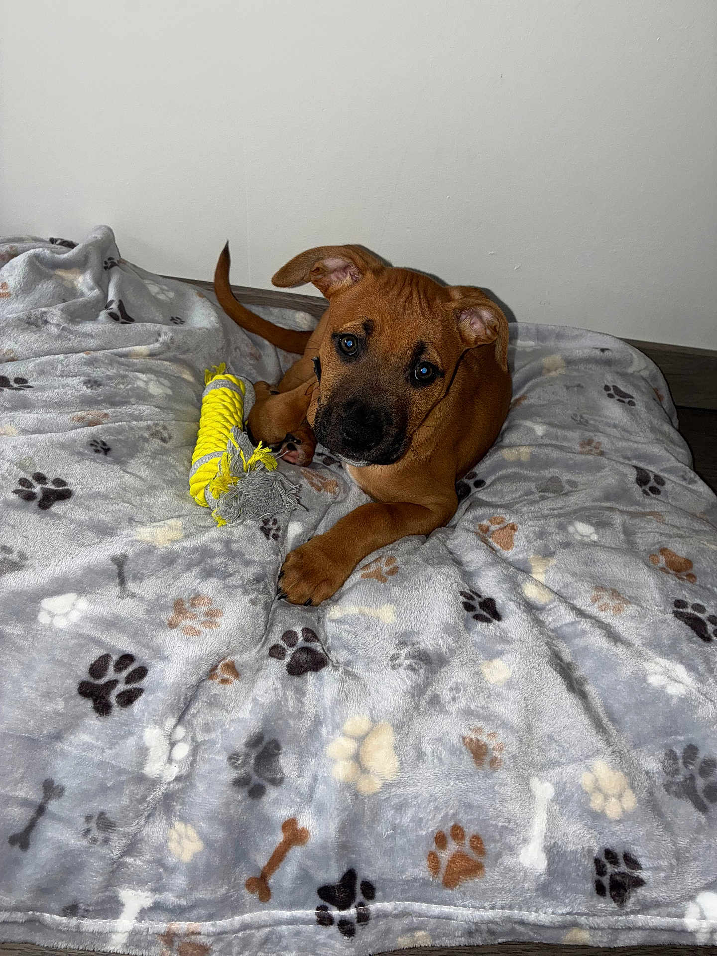 Abso a rejoint le concours — aidez-le/la à gagner de superbes lots ! puppy, dog, brown_dog, toy, rope_toy, blanket, paw_print, indoor, floor, cute, pet, animal, young_dog, playful, resting, cozy, looking_up, ears, fur, paws