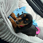 Tony joined the competition — help win amazing prizes! adorable, animal, bed, black_fur, blanket, companion, cozy, cute, dachshund, dog, indoor, looking_up, pet, puppy, resting, small, soft_texture, tan_fur, toy, young
