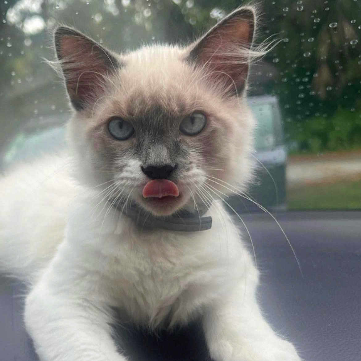 Mushu joined the competition — help win amazing prizes! abyssinian, angora, animal, bodypart, canine, cat, dog, face, head, kitten, manx, mouth, person, pet, photography, portrait, siamese, tongue, white, whitedog