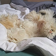 Aloha a rejoint le concours — aidez-le/la à gagner de superbes lots ! animal, bed, blanket, cozy, curly_fur, cute, dog, domestic_animal, fluffy, fur, gray, indoor, lying_down, mammal, paws, pet, relaxed, resting, sleeping, white