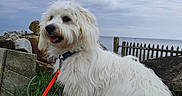 Aloha a rejoint le concours — aidez-le/la à gagner de superbes lots ! animal, cloudy_sky, collar, dog, fence, fluffy, fur, grass, happy, landscape, leash, nature, orange_leash, outdoor, pet, rock, sea, sitting, water, white_dog