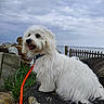 animal, cloudy_sky, collar, dog, fence, fluffy, fur, grass, happy, landscape, leash, nature, orange_leash, outdoor, pet, rock, sea, sitting, water, white_dog