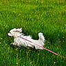 Aloha participe au concours pour gagner de l'argent avec cette photo : animal, dog, field, fur, grass, grassland, greenery, happy, leash, meadow, nature, outdoor, pet, pink_leash, playful, running, summer, sunlight, white_dog, wildflowers
