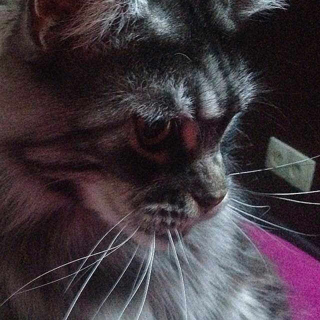 Diantha Bella