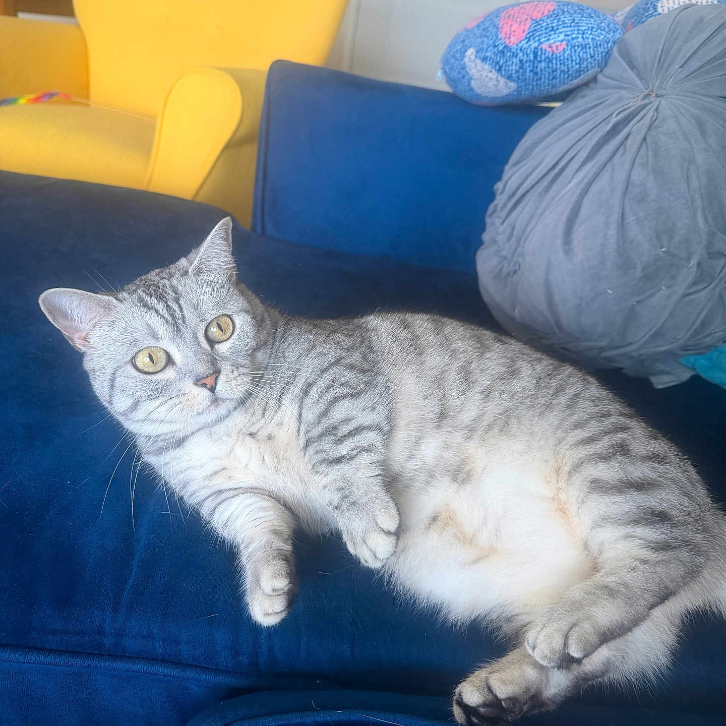 Naliah is registered to the contest to win money with this photo: cat, tabby_cat, furniture, couch, pillow, yellow_chair, indoor, pet, relaxed, fur, living_room, cozy, comfortable, domestic_animal, soft, eyes, resting, home, plush, animal