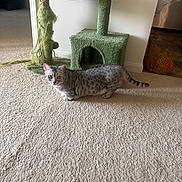 Naliah joined the competition — help win amazing prizes! cat, tabby_cat, carpet, cat_tree, indoor, furniture, pet, curious, yellow_eyes, green, texture, animal, home, decor, orange, wall, floor, domestic, playful, cozy