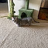 cat, tabby_cat, carpet, cat_tree, indoor, furniture, pet, curious, yellow_eyes, green, texture, animal, home, decor, orange, wall, floor, domestic, playful, cozy