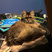 Skeeter is registered to the contest to win money with this photo: cat, fluffy, bed, books, window_blind, blue_wall, indoor, pet, feline, curious_eyes, cozy, fur, resting, domestic_animal, home, blanket, soft_lighting, relaxed, animal, cute