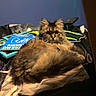 cat, fluffy, bed, books, window_blind, blue_wall, indoor, pet, feline, curious_eyes, cozy, fur, resting, domestic_animal, home, blanket, soft_lighting, relaxed, animal, cute