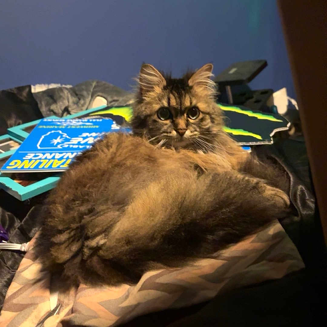 Skeeter is registered to the contest to win money with this photo: cat, fluffy, bed, books, window_blind, blue_wall, indoor, pet, feline, curious_eyes, cozy, fur, resting, domestic_animal, home, blanket, soft_lighting, relaxed, animal, cute