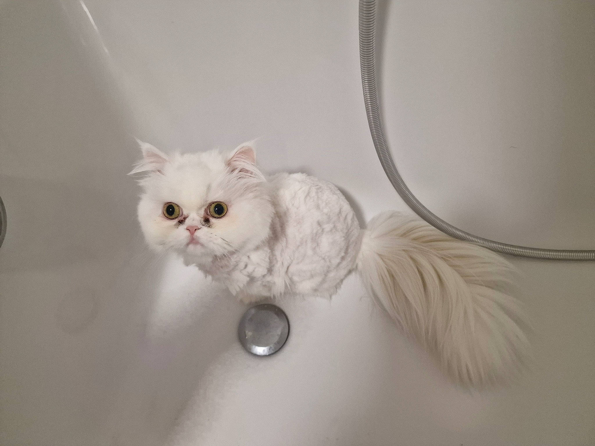 Satine De Xire participe au concours pour gagner de l'argent avec cette photo : carnivore, cat, fashion_accessory, fawn, felidae, fur, paw, small_to_medium_sized_cats, snout, tail, whiskers