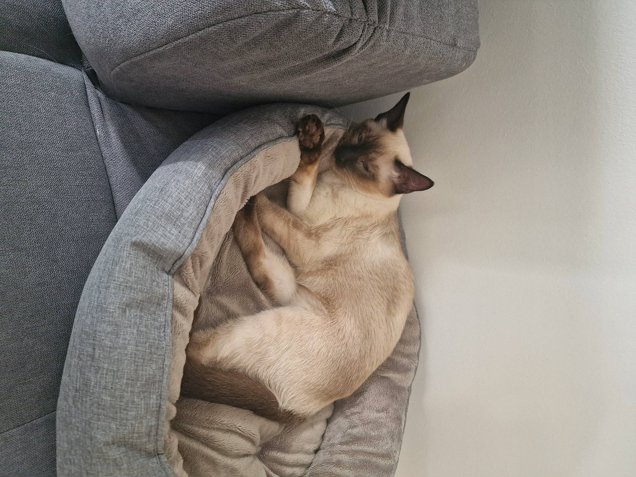 Sephora a rejoint le concours — aidez-le/la à gagner de superbes lots ! beige, canidae, carnivore, comfort, companion_dog, dog, dog_breed, domestic_short_haired_cat, fawn, felidae, fur, gesture, grey, human_leg, linens, paw, small_to_medium_sized_cats, sporting_group, whiskers, wood