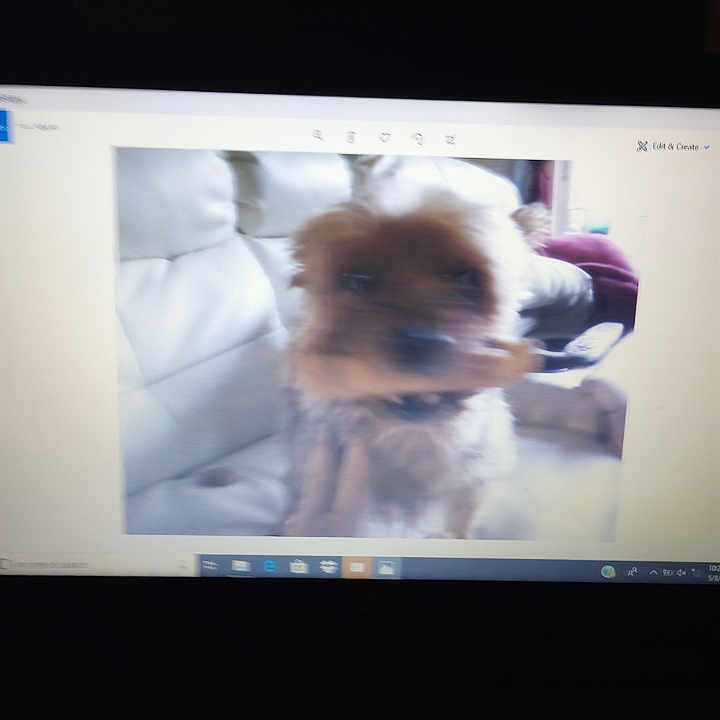 Baby Caroline is registered to the contest to win money with this photo: animal, bodypart, canine, computer, computerhardware, dog, electronics, finger, hand, hardware, laptop, mobilephone, monitor, pc, person, pet, phone, screen, text, tv