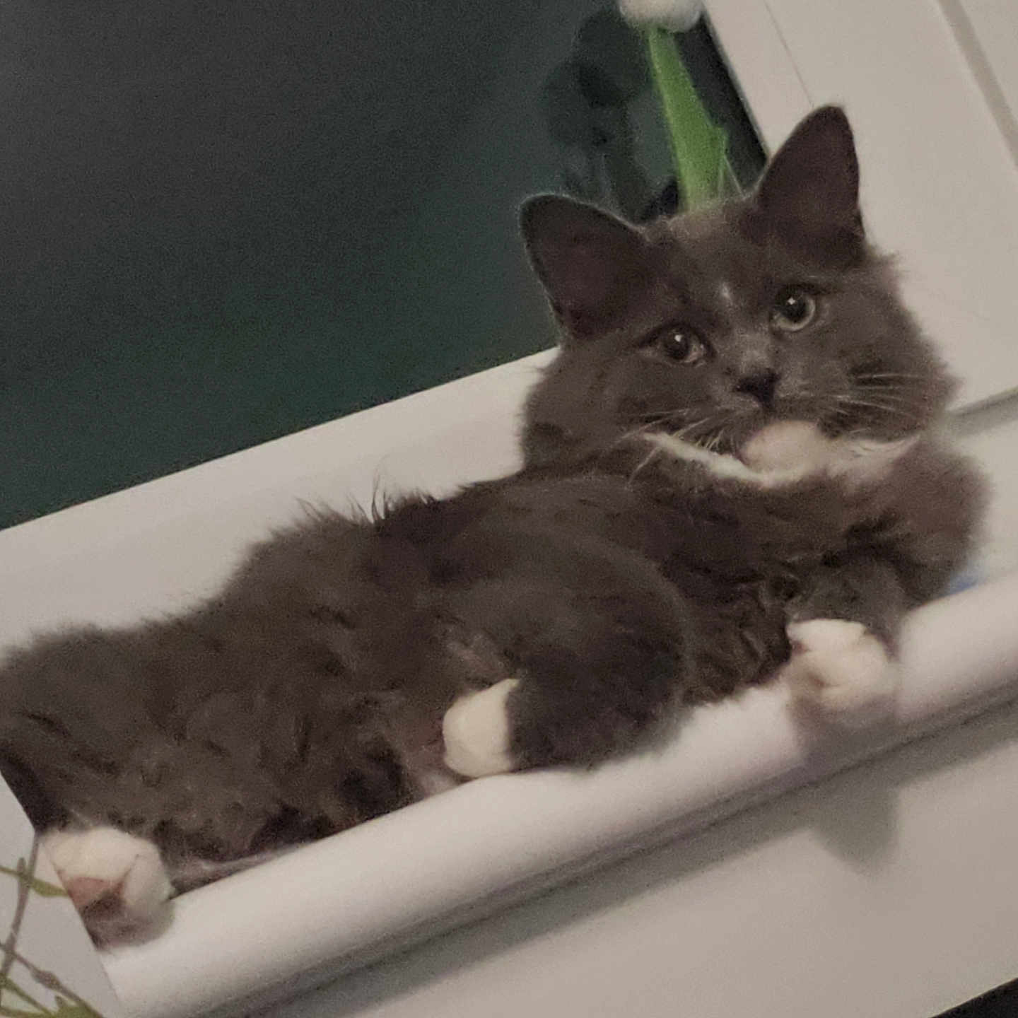 Elijah is registered to the contest to win money with this photo: animal, cat, curious, ears, face, flower, fluffy, fur, gray_cat, houseplant, indoor, looking_at_camera, night, pet, relaxed, resting, whiskers, white_paws, window, windowsill