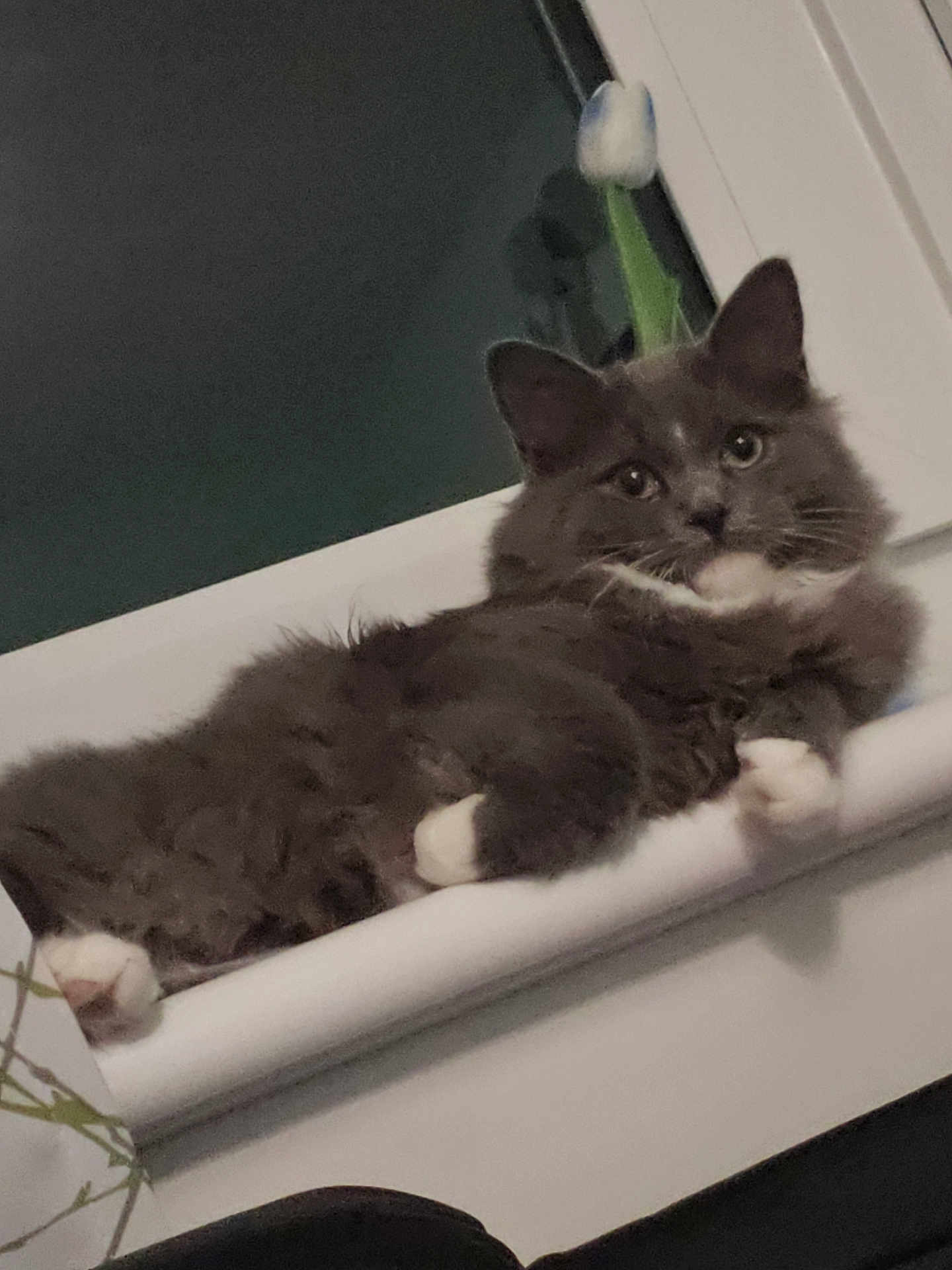 Elijah is registered to the contest to win money with this photo: cat, gray_cat, white_paws, fluffy, window, windowsill, flower, night, indoor, pet, animal, relaxed, looking_at_camera, fur, whiskers, ears, face, curious, resting, houseplant