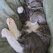 Elijah is registered to the contest to win money with this photo: cat, sleeping, gray, white, fluffy, paw, blanket, cozy, fur, cute, relaxed, indoor, pet, animal, whiskers, tail, soft, resting, domestic_cat, feline