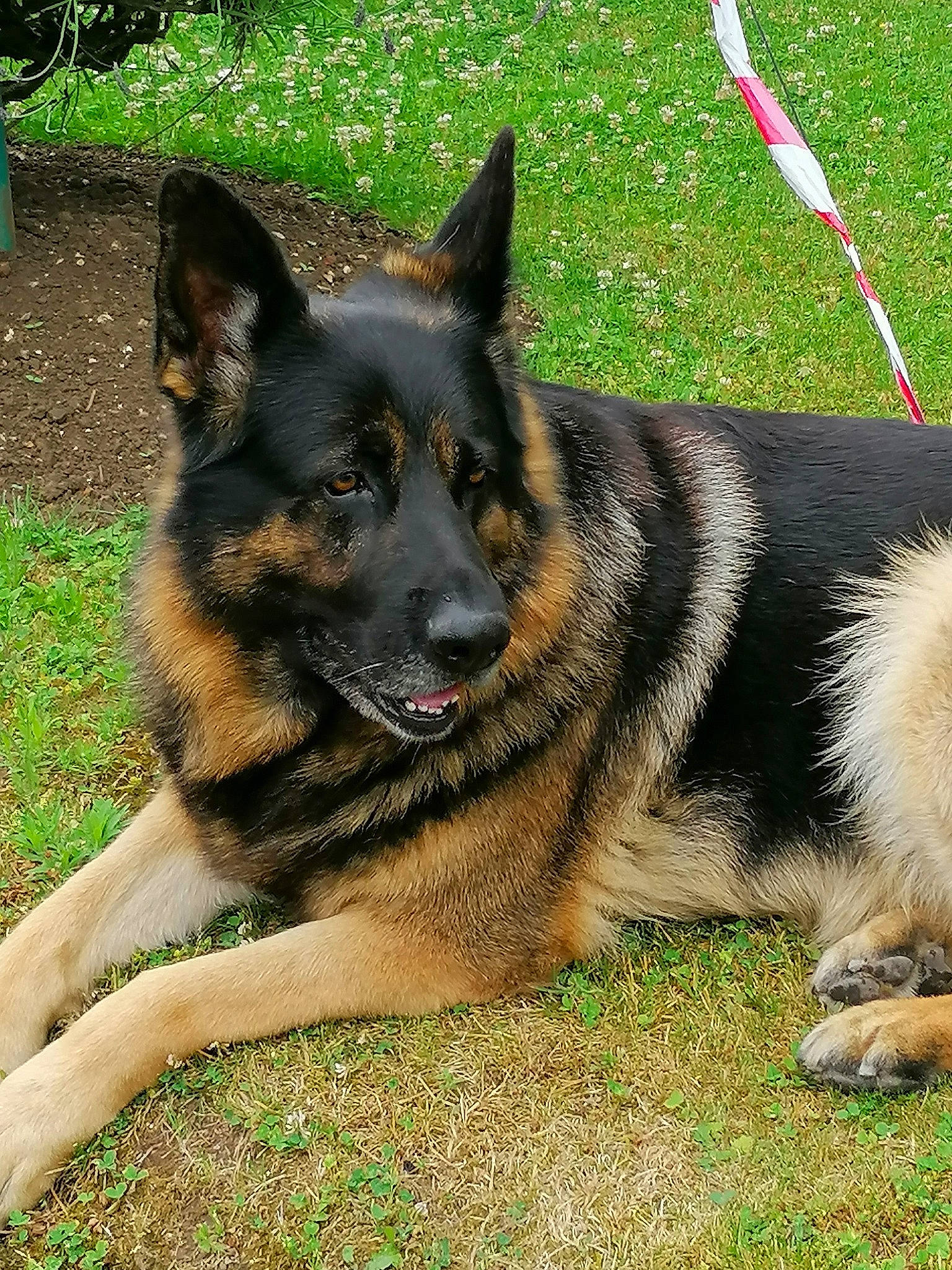 Narko participe au concours pour gagner de l'argent avec cette photo : canidae, carnivore, companion_dog, dog, dog_breed, dog_supply, east_european_shepherd, fawn, foot, german_shepherd_dog, grass, guard_dog, herding_dog, king_shepherd, old_german_shepherd_dog, plant, sporting_group, terrestrial_animal, working_animal, working_dog