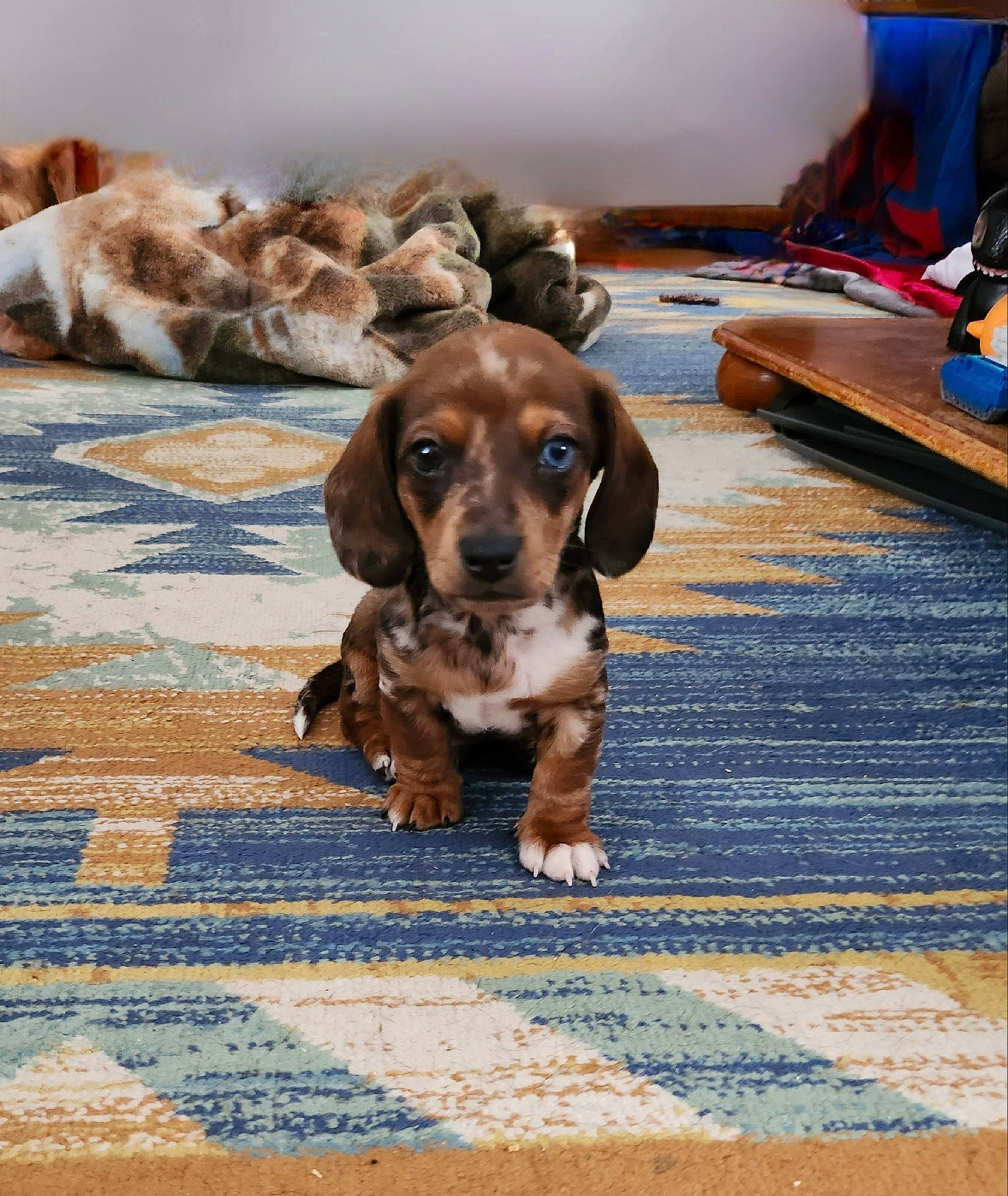 Camo is registered to the contest to win money with this photo: canidae, carnivore, carpet, companion_dog, dog, dog_breed, fawn, floor, flooring, fur, gun_dog, hound, hunting_dog, liver, rug, scent_hound, spaniel, sporting_group, wood, working_animal