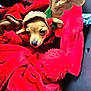 dog, puppy, blanket, red, reindeer_costume, antlers, holly, cute, pet, cozy, holiday, christmas, festive, fur, face, small, wrapped, warm, indoors, snuggled