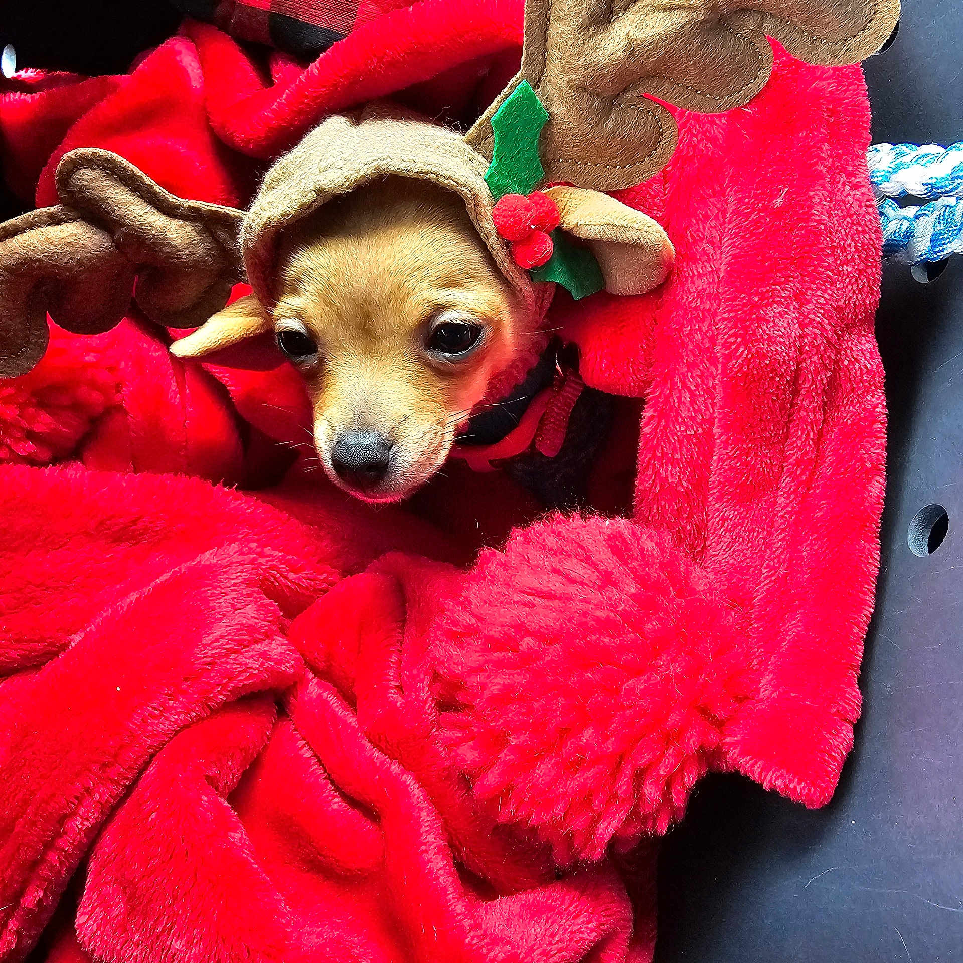 Oakley is registered to the contest to win money with this photo: dog, puppy, blanket, red, reindeer_costume, antlers, holly, cute, pet, cozy, holiday, christmas, festive, fur, face, small, wrapped, warm, indoors, snuggled