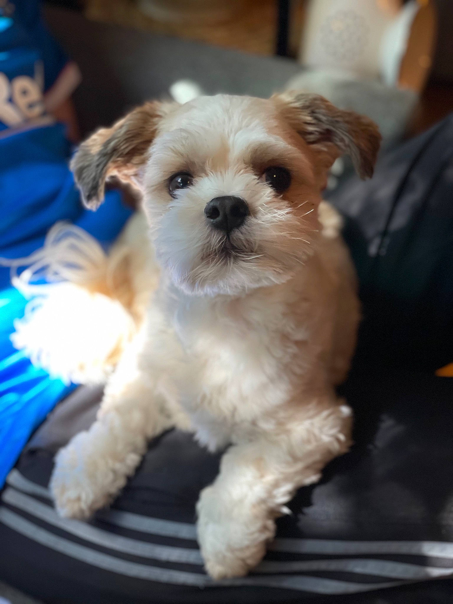 Coconut is registered to the contest to win money with this photo: blue, canidae, carnivore, companion_dog, dog, dog_breed, fawn, fur, maltepoo, non_sporting_group, puppy, puppy_love, small_terrier, snout, sporting_group, terrestrial_animal, terrier, toy_dog, whiskers, working_animal