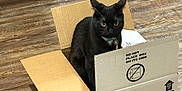 Sushi joined the competition — help win amazing prizes! black_cat, cat, cardboard_box, floor, wood_floor, indoor, pet, animal, curious, collar, bell, box_flaps, feline, house_pet, looking, sitting, domestic_cat, cute, whiskers, ears