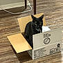 animal, bell, black_cat, box_flaps, cardboard_box, cat, collar, curious, cute, domestic_cat, ears, feline, floor, house_pet, indoor, looking, pet, sitting, whiskers, wood_floor